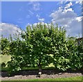 SU3433 : Houghton Lodge Gardens: Apple "Egremont russet" by Michael Garlick