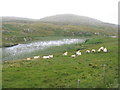 NF7101 : Sheep by Loch an Ail by M J Richardson
