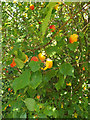 TL0652 : Plums on the Bush in Mowsbury Park by Geographer