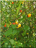 TL0652 : Plums on the Bush in Mowsbury Park by Geographer
