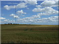 Crop fields near Beukley