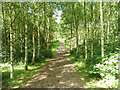 SD5001 : Path through woodland at King's Moss by Gary Rogers