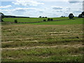 NZ0480 : Cut grass off the A696 by JThomas