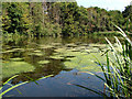 Eaton Bank Wood Pool