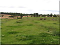 Pasture at High House Farm