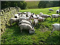 Daft sheep on Sowerby Bridge FP100, Link A