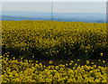 Oil seed rape crop next to Welsh Road