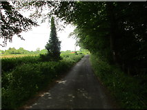 N5310 : Lane at Blackhall by Jonathan Thacker