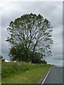 Tree beside the A170 at the crest of Coulton Cliff