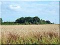 Wheat field by Roundbush Road