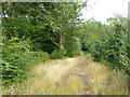 Path in Layer Wood