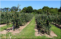 TR1257 : Orchard near Tonford Manor by Chris Heaton