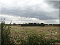 SK6385 : View to small plantation east of Long Brecks Lane by Neil Theasby