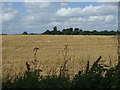 Crop field off Meppershall Road