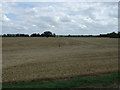 Crop field near Oldfield Farm