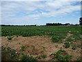 TL8964 : Sugar beet field, Rougham by Christine Johnstone