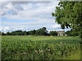 Bean field and Burythorpe House Hotel