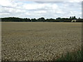 Crop field off Hill Lane