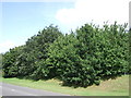 Trees beside Park Way (A602)