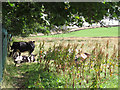 Cows with calves in the shade