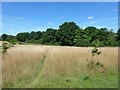 Edge of Epping Lower Forest