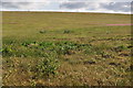 Teignbridge : Grassy Field