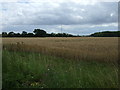 TM1297 : Crop field off Silfield Road by JThomas
