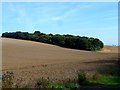 Ripening wheat and Minsden Chapel Plantation