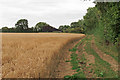 TL9239 : Footpath to East Farm on wheat field margin, Assington by Roger Jones
