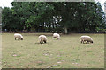 Sheep near The Old Vicarage, Assington