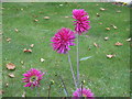 Chrysanthemums on Salisbury Avenue, Finchley