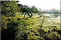 Orchard at Goren Farm