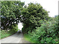 TM0438 : Wade's Lane near Barrow Hill by Adrian S Pye