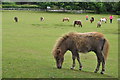 Teignbridge : Miniature Pony Centre