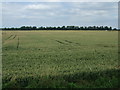 TL6394 : Crop field near Sam's Cut Farm by JThomas