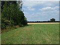 Crop field beside woodland