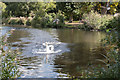 Swan on Lake, Broomfield Park, London N13