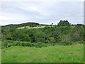 Looking across the valley of Mill Burn