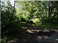 Looking along bridleway from Rackham Street