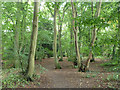 Hornbeam woodland