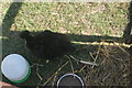 View of a silkie chicken from Wellgate Community Farm in the Steam and Country Festival in Old Dagenham Park