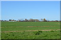 Farmland, Sidlesham