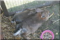 View of a pair of rabbits from Wellgate Community Farm sleeping in the Steam and Cider Festival in Old Dagenham Park