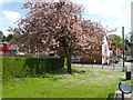 Cherry Tree, Oakdale Recreation Ground