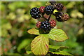 Blackberries beside Otterbourne Road