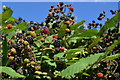 Blackberries against a blue sky