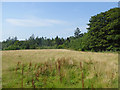 Field near Parkburn Bridge