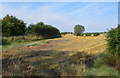 Field with bales