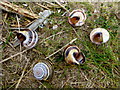 C6638 : Empty snail shells, Magilligan Point by Kenneth  Allen