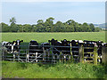 Inquisitive bullocks at Dalfibble Farm